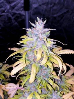 Auto White Devotchka genetics - картинка 2