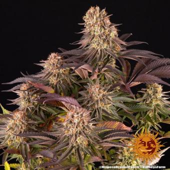 Mimosa x Orange Punch - картинка 6