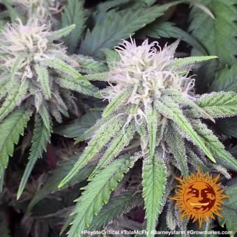 Peyote Critical - картинка 4