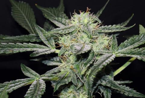 Lemon AK Auto - картинка 7