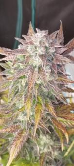 Super Bud Auto - картинка 5