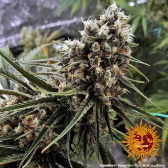 Peyote Critical - картинка 9