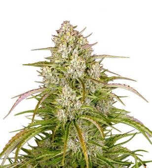 Wedding Cake Auto - картинка 1