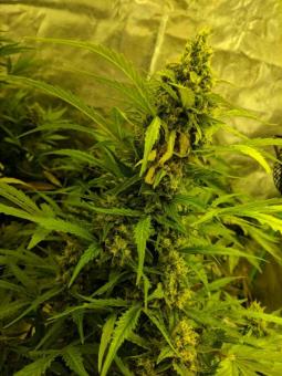 Girl Scout Cookies Auto - картинка 8