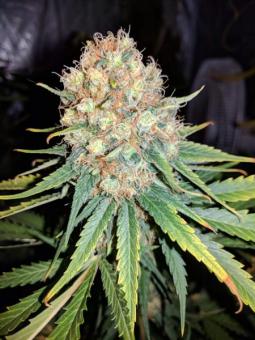 Critical Kush Auto - картинка 5