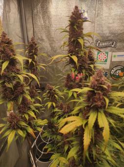 Purple Punch OG - картинка 4