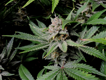 Cherry Cola Auto - картинка 3