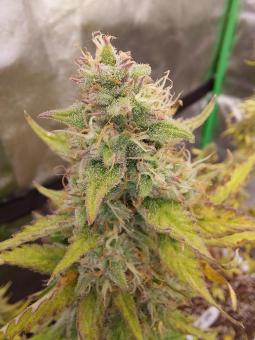 Blueberry Auto - картинка 2