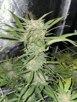 Northern Lights Auto - картинка 5
