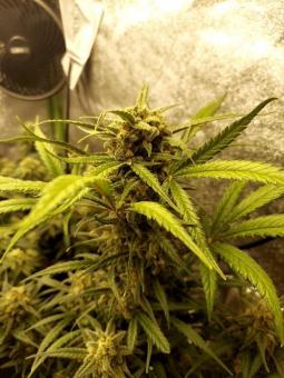 Trainwreck Auto - картинка 3