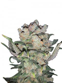 Sour Diesel - картинка 2
