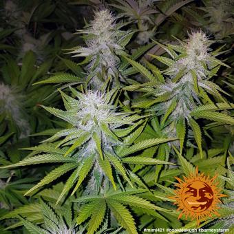 Cookies Kush - картинка 11