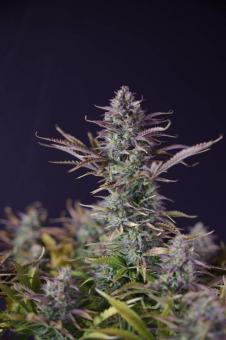 King's Juice Auto - картинка 3