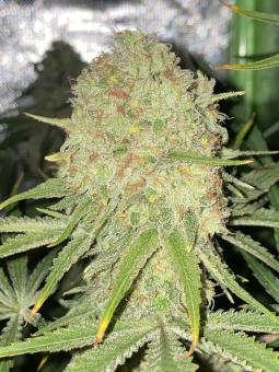 Boca Negra - картинка 5