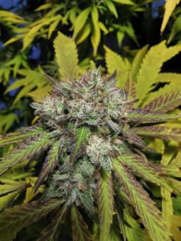 GG4 Sherbet FF - картинка 3