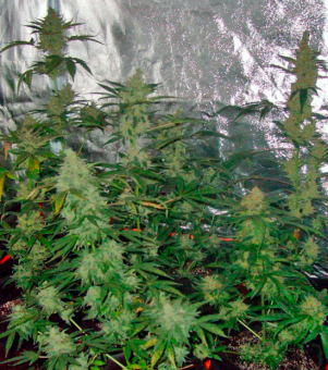 Green-O-Matic Auto - картинка 2