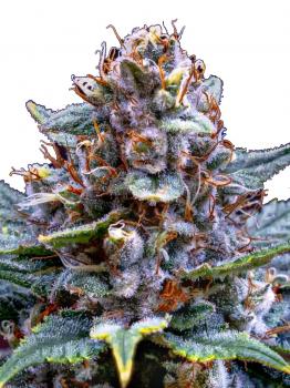 Og Confidential