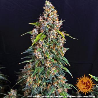 Strawberry Cheesecake Auto - картинка 4