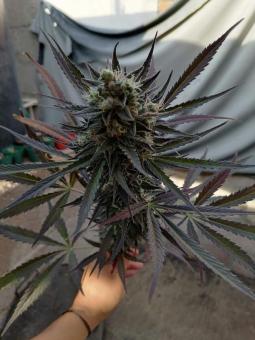 Sherbet Auto - картинка 7