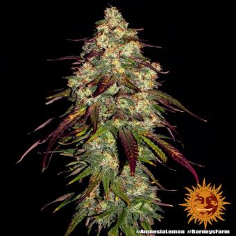 Amnesia Lemon - картинка 4
