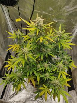 Critical Jack Herer - картинка 5