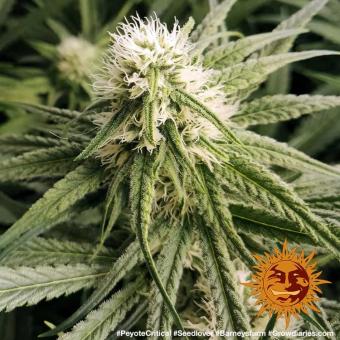 Peyote Critical - картинка 5