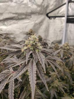 Super Lemon Haze x RS11 - картинка 5