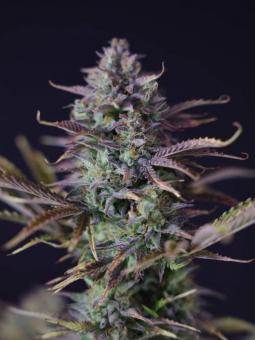 King's Juice Auto - картинка 7