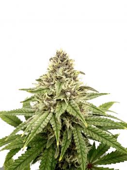 Blueberry Auto