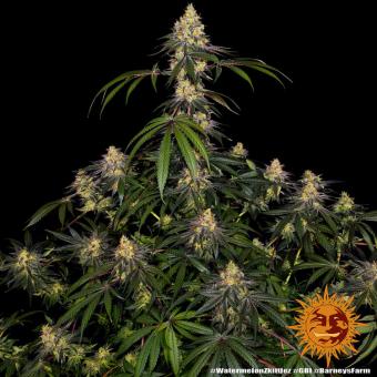 Watermelon Zkittlez - картинка 1