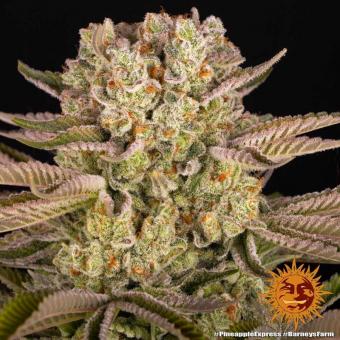 Pineapple Express - картинка 3
