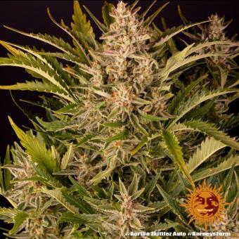 Gorilla Zkittlez Auto - картинка 10