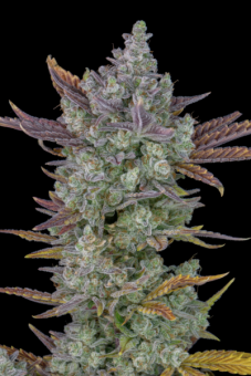Gorilla Cookies Auto - картинка 7