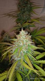 Gorilla Girl XL Auto - картинка 2