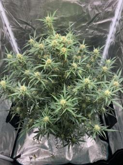 Big Bud Auto - картинка 8