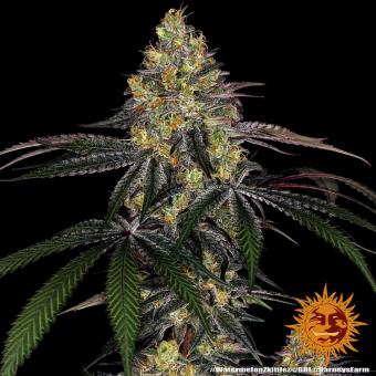 Watermelon Zkittlez - картинка 6