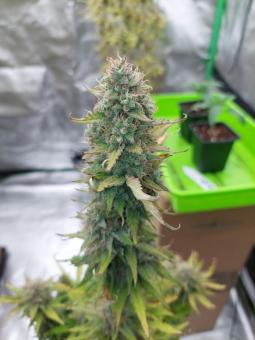 Blueberry Auto - картинка 5