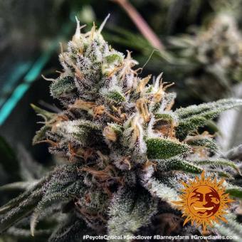 Peyote Critical - картинка 8