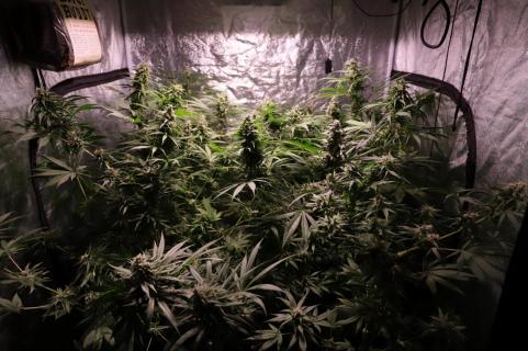 Strawberry Cola Sherbet F1 Fast Version - картинка 1