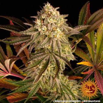 Blue Sunset Sherbert - картинка 6