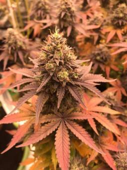 Washing Machine - картинка 5