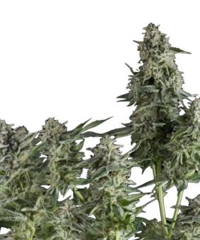 Northern Lights Auto - картинка 5