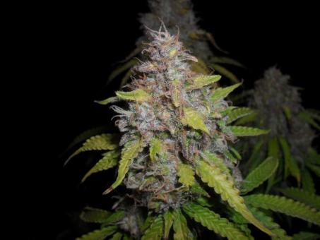 O.G Kush Auto - картинка 6