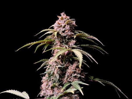 Amnesia Zkittlez Auto - картинка 8