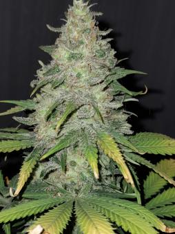 Critical Sensi Star - картинка 1