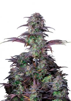 Blueberry Auto