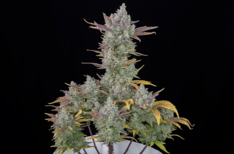 Gorilla Cookies Auto - картинка 9