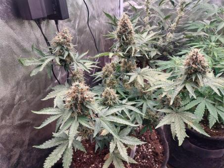 Auto Black Cherry Punch - картинка 2