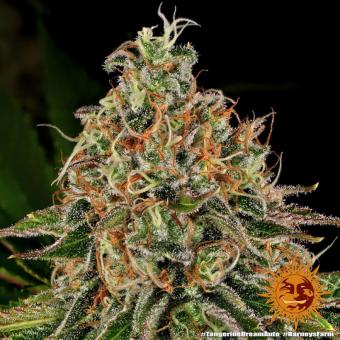 Tangerine Dream Auto - картинка 7