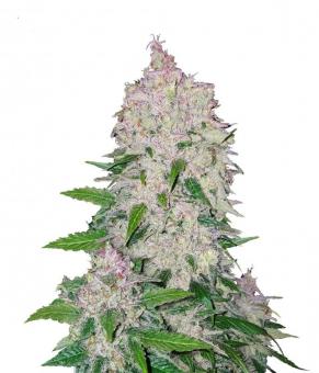 Stardawg Auto - картинка 1